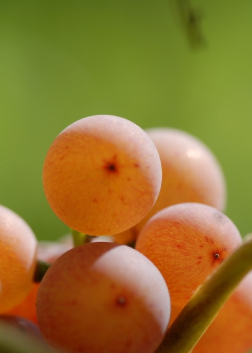 Traminer ANT 0909